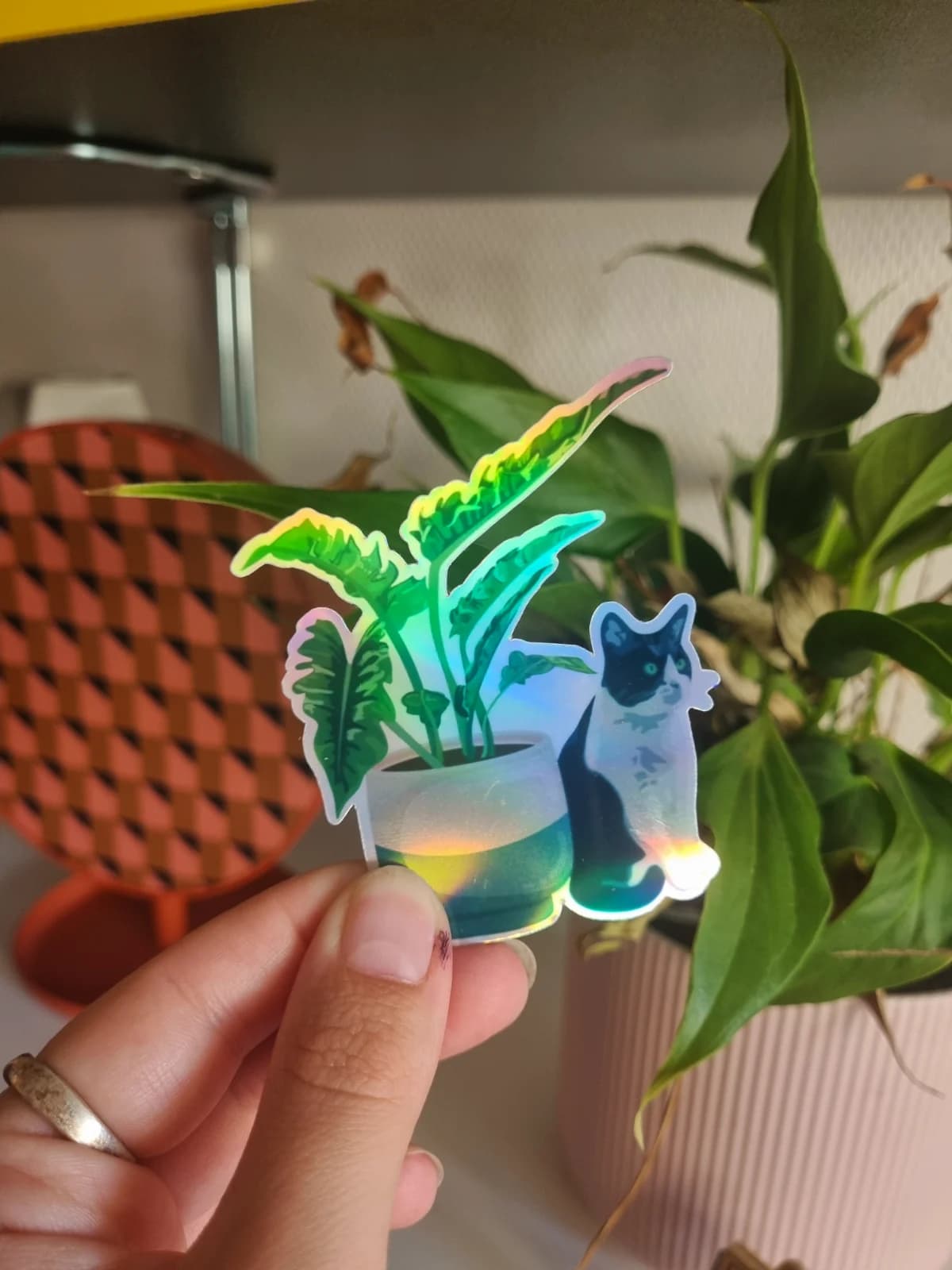 Sticker holographique illustrant un chat bicolore assis à côté d'un philodendron en pot tenu en main.